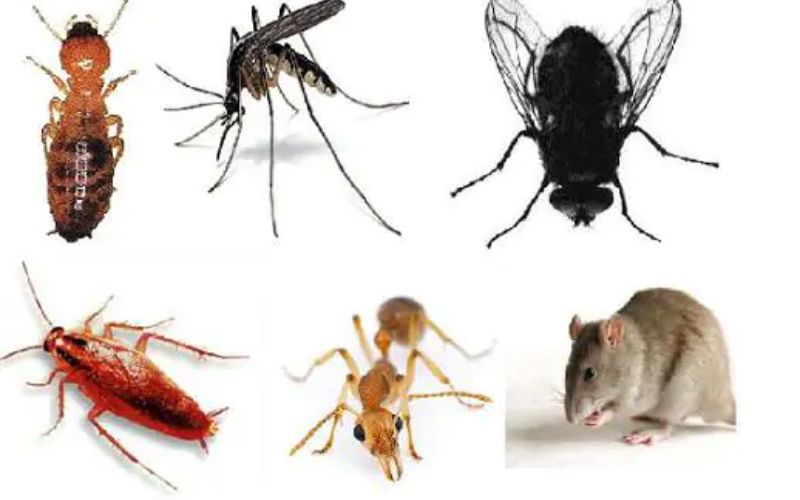 Các nhóm côn trùng thường gặp trong môi trường sản xuất 