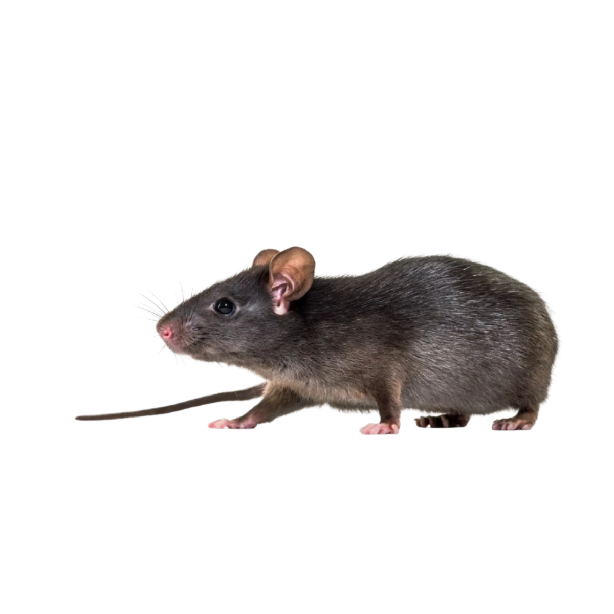 Chuột