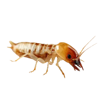 Mối