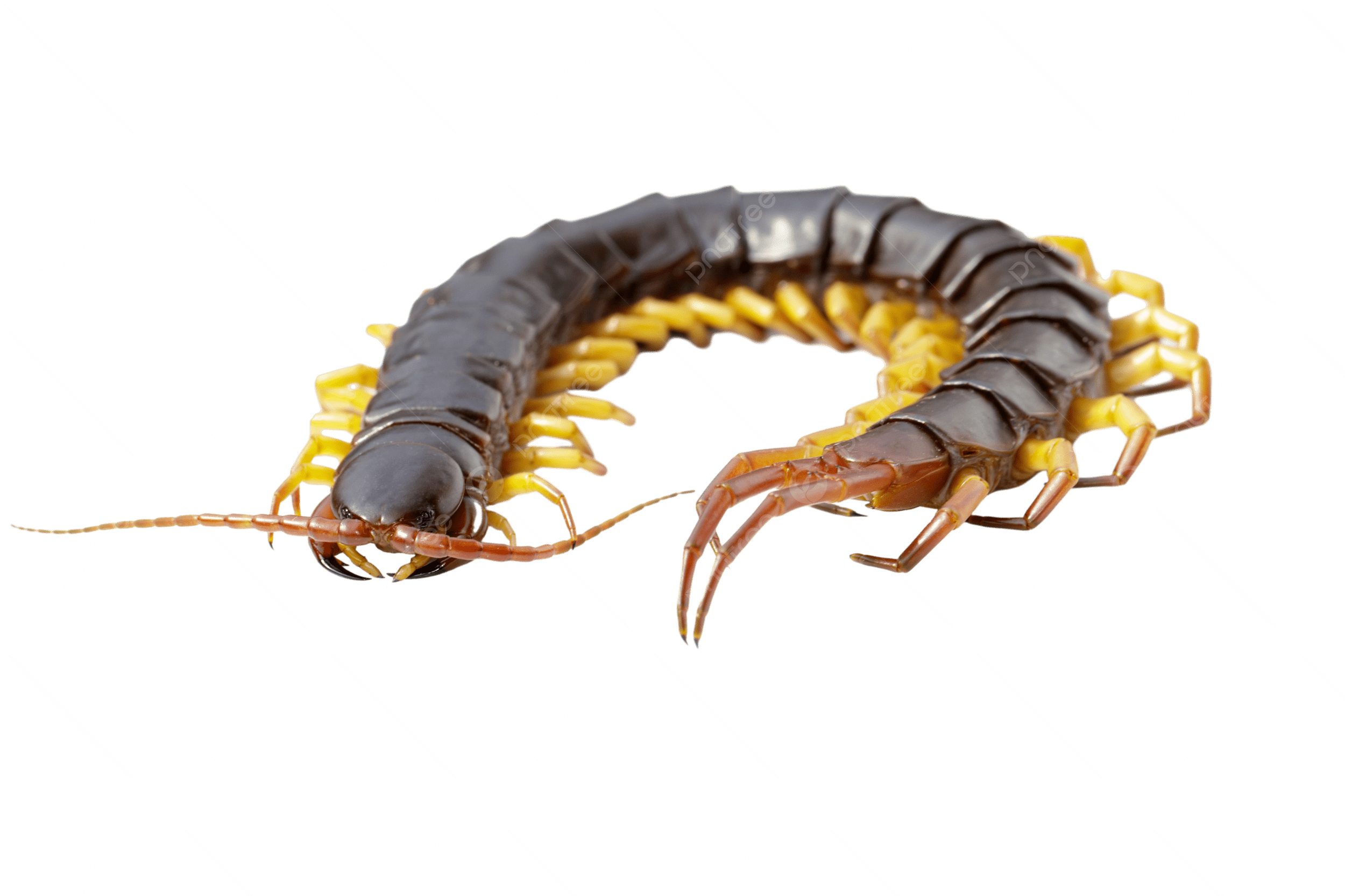 Rết