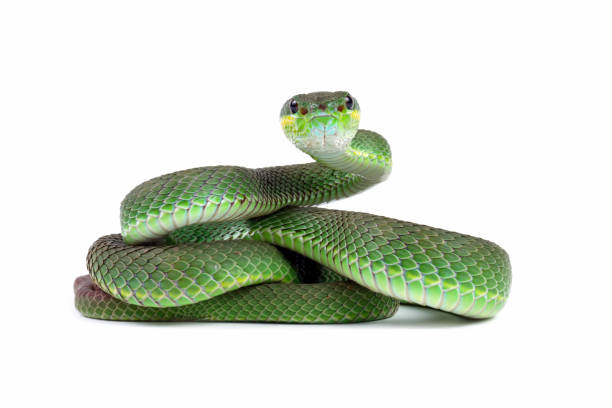 Rắn